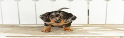 Miniature Dachshund dogs for sale: Ollie - Ad 2