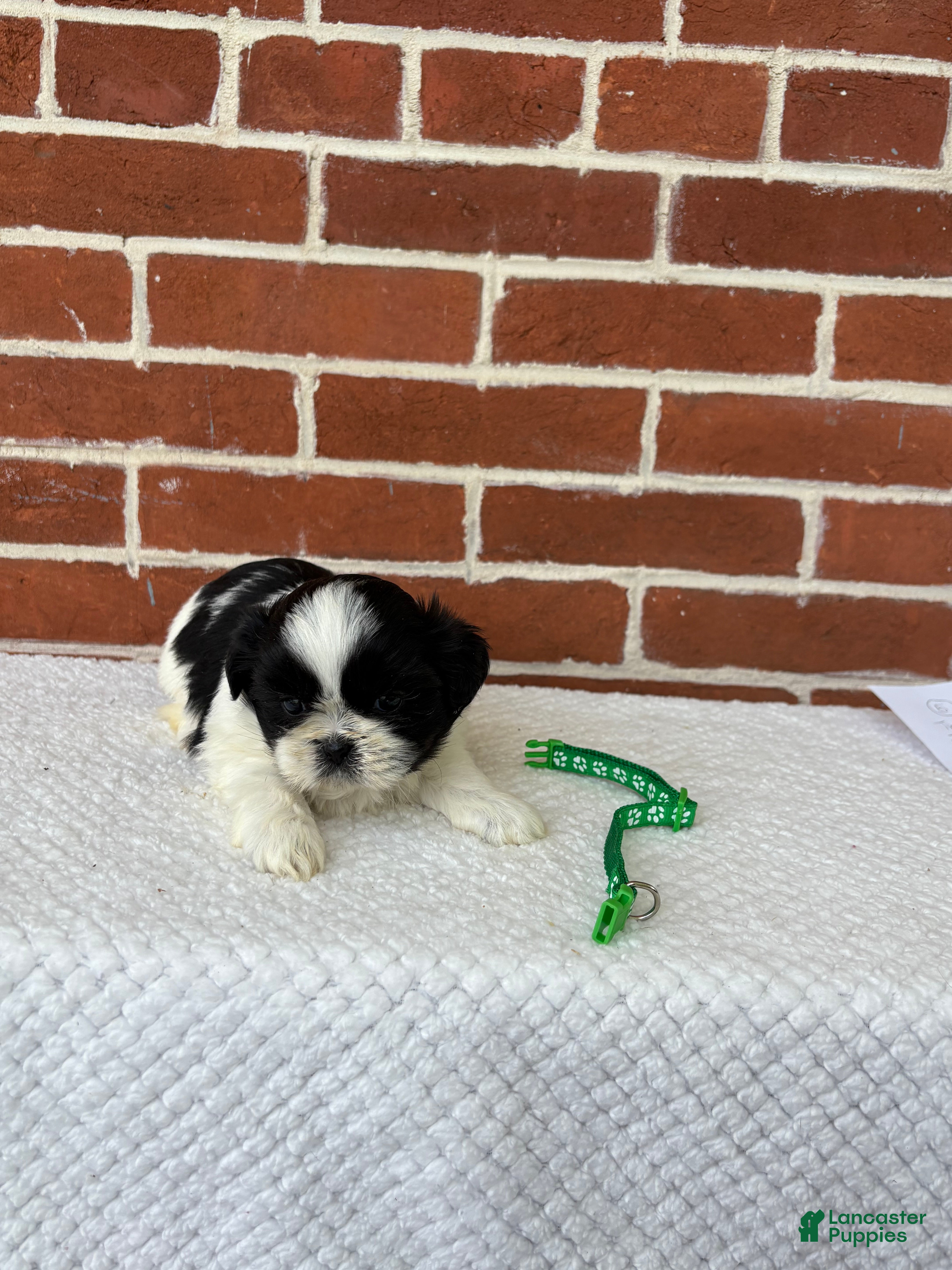 Shih Tzu dogs for sale: Louie - Ad 5