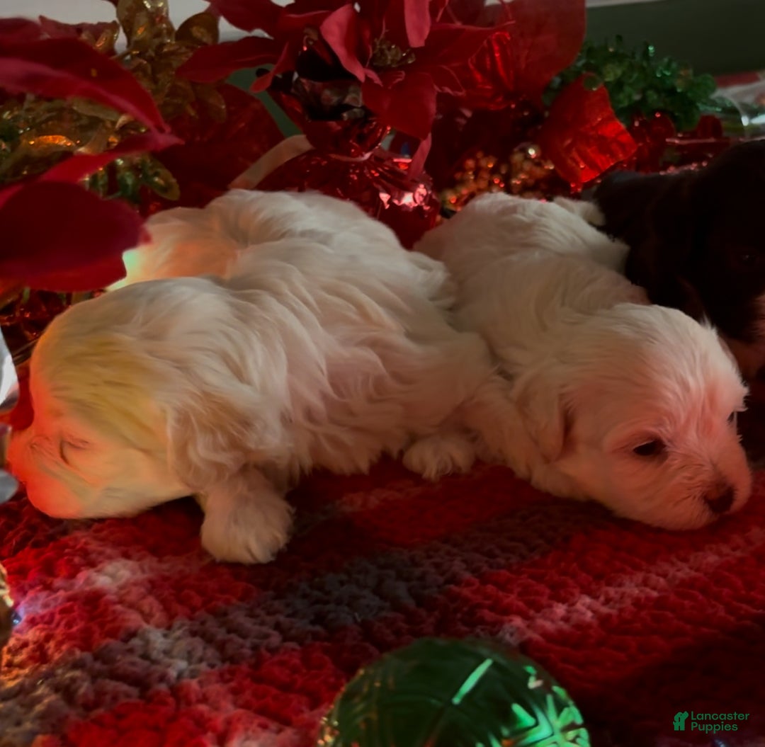 Shorkie dogs for sale: Shorkie Puppy 1 - Ad 3
