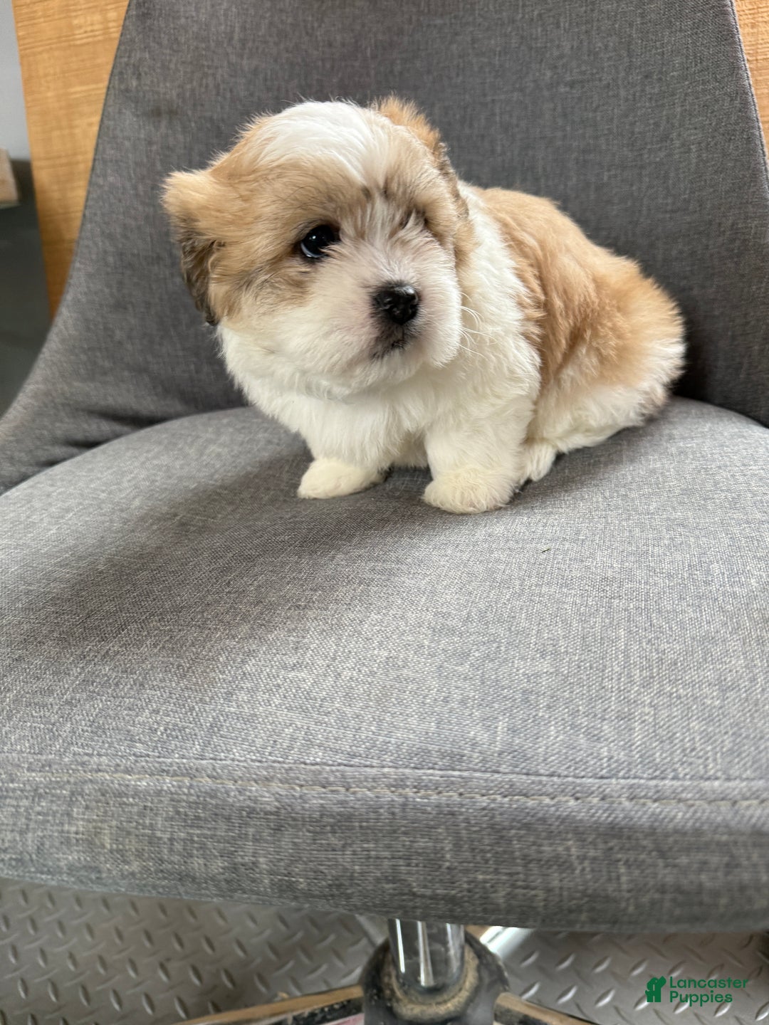 Teddy Bear dogs for sale: Sally - Ad 9