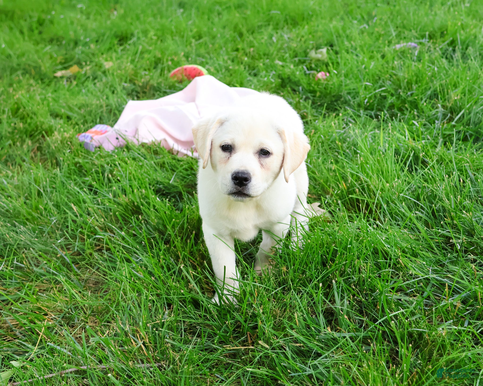 Labrador Retriever dogs Silvermist  - Ad 38