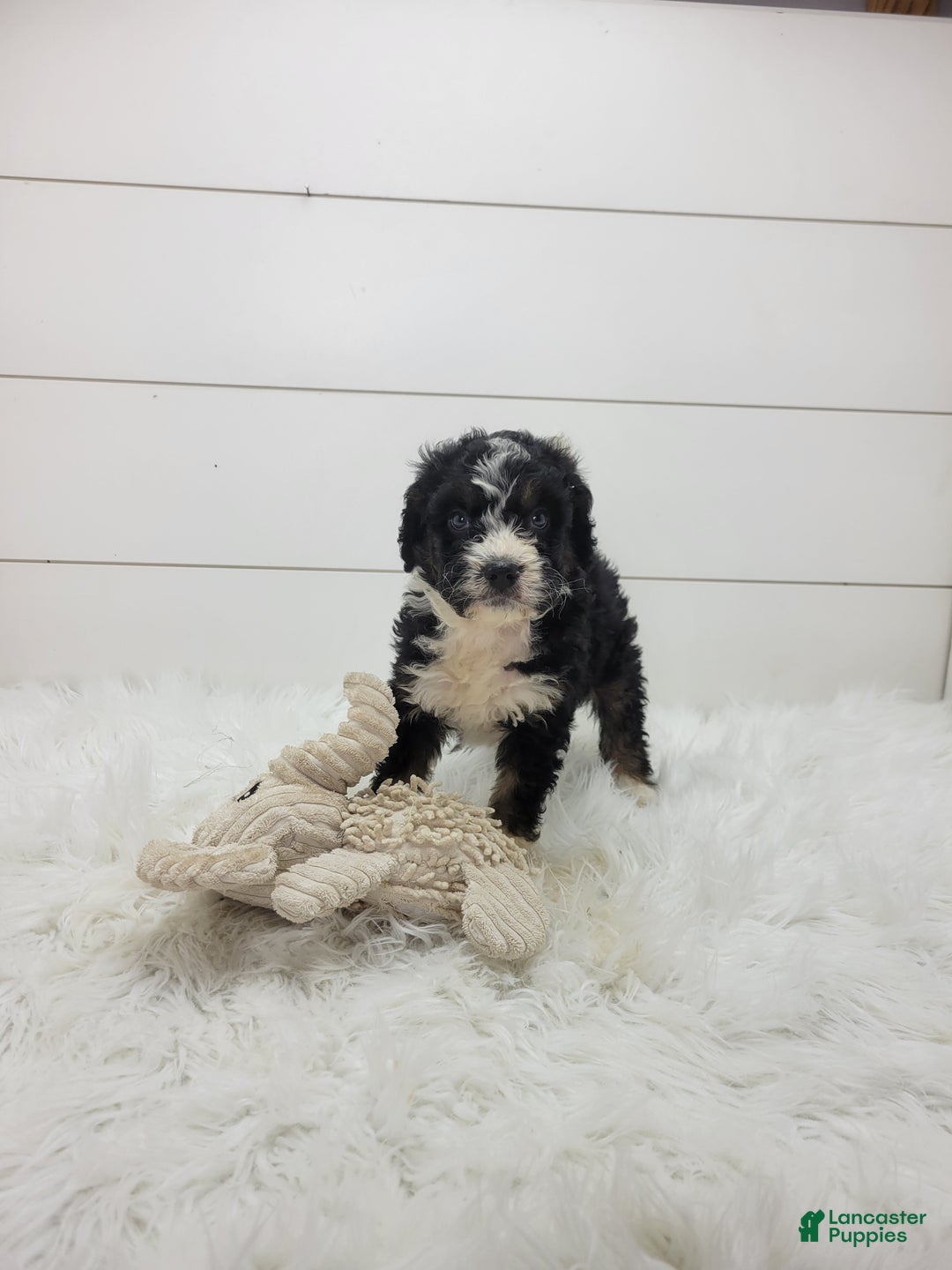 Bernedoodle dogs for sale: Bernedoodle Puppy 1 - Ad 3
