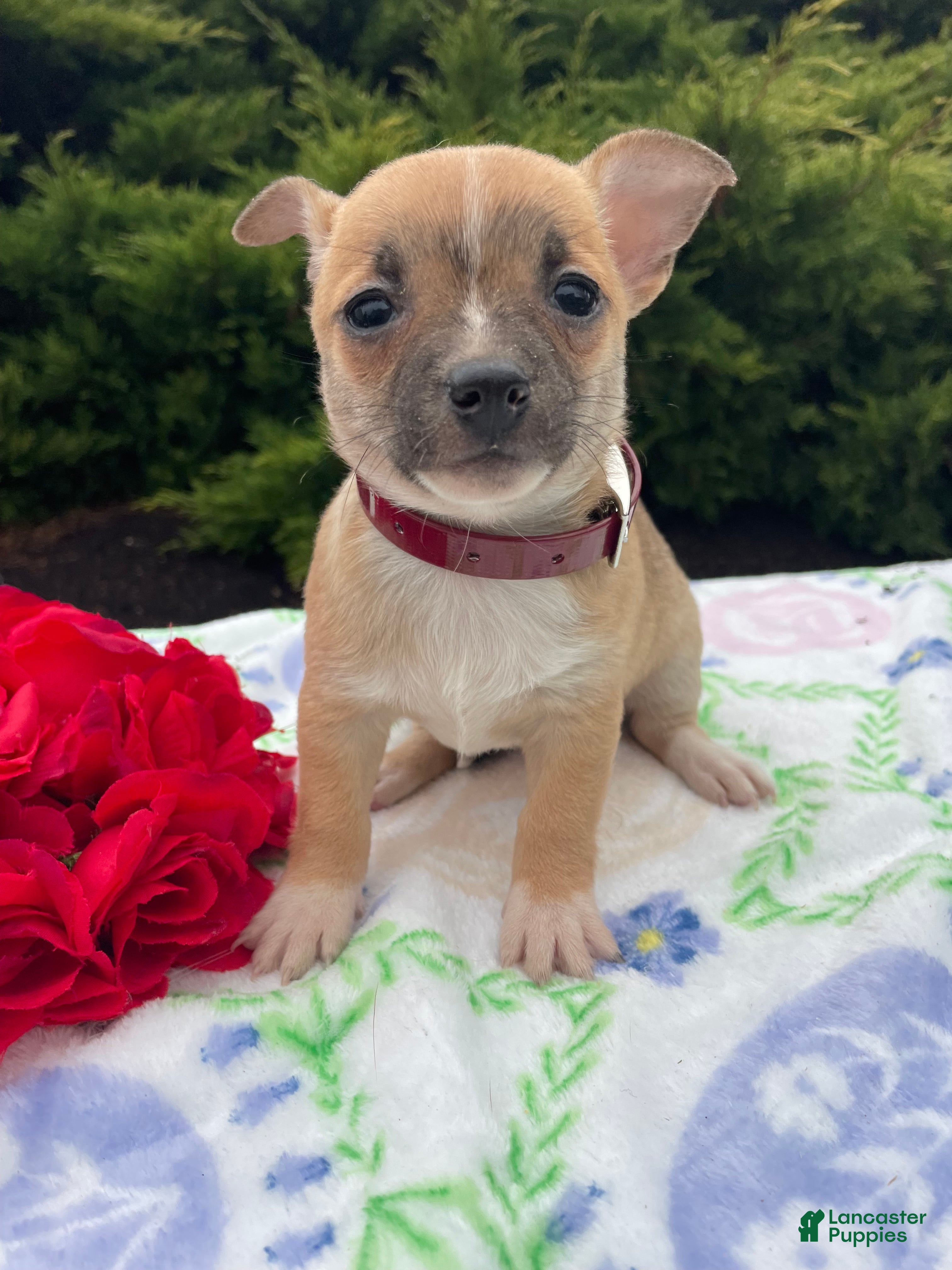 Chihuahua dogs Bubbles - Ad 31