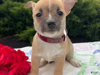 Chihuahua dogs Bubbles - Ad 31