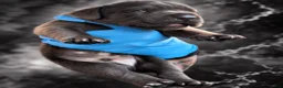 Cane Corso dogs for sale: Jayce - Ad 5
