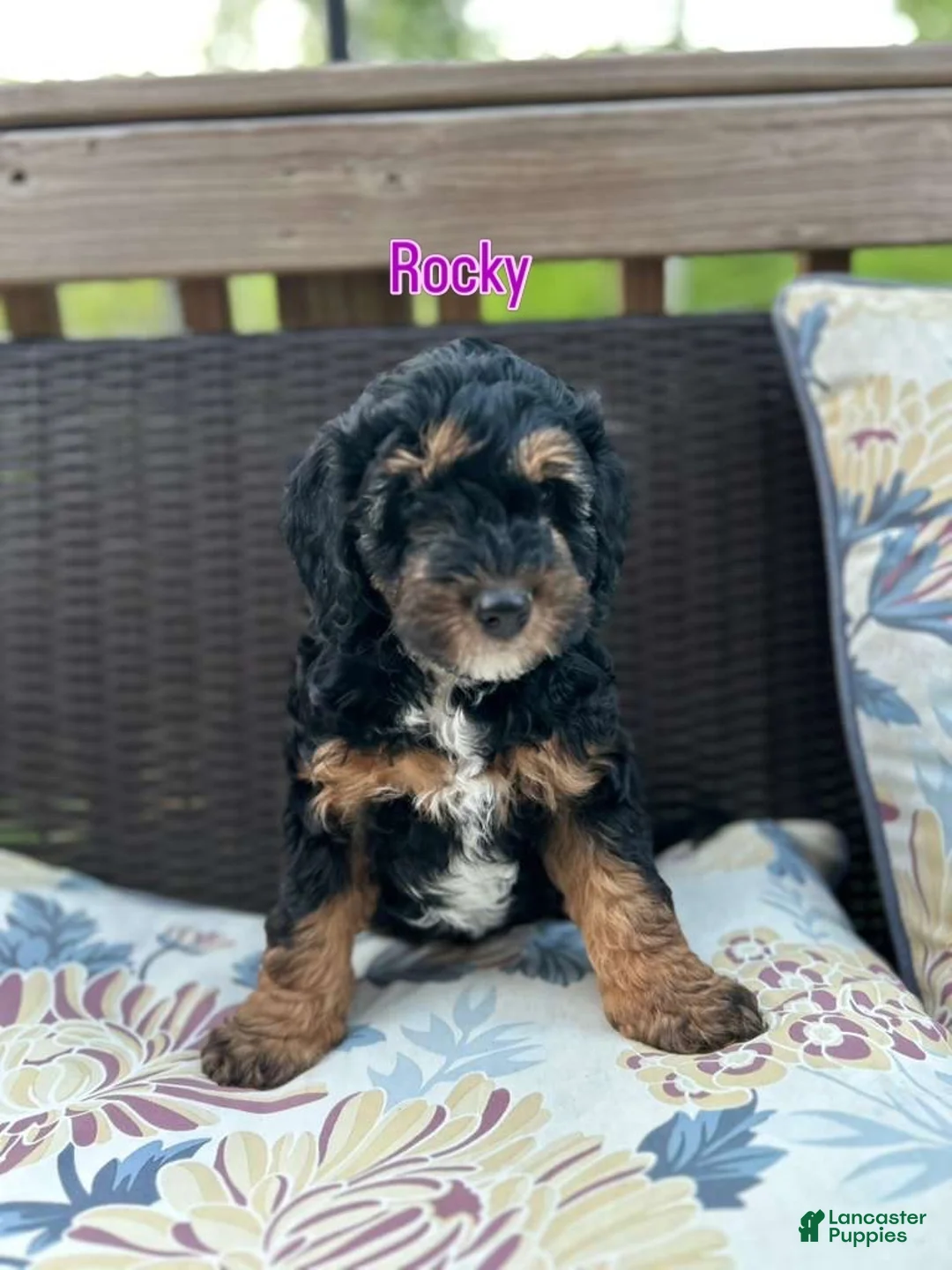 Mini Bernedoodle dogs for sale: Mini Bernedoodle Puppy 1 - Ad 1