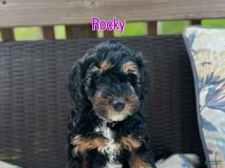Mini Bernedoodle dogs Mini Bernedoodle Puppy 1 - Ad 22