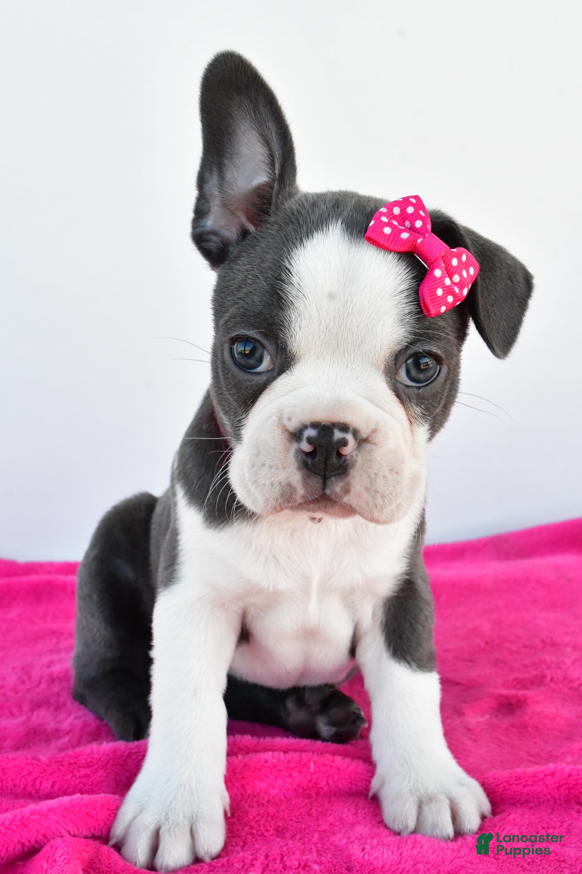 Puppies-available-today Boston Terrier Puppies for sale