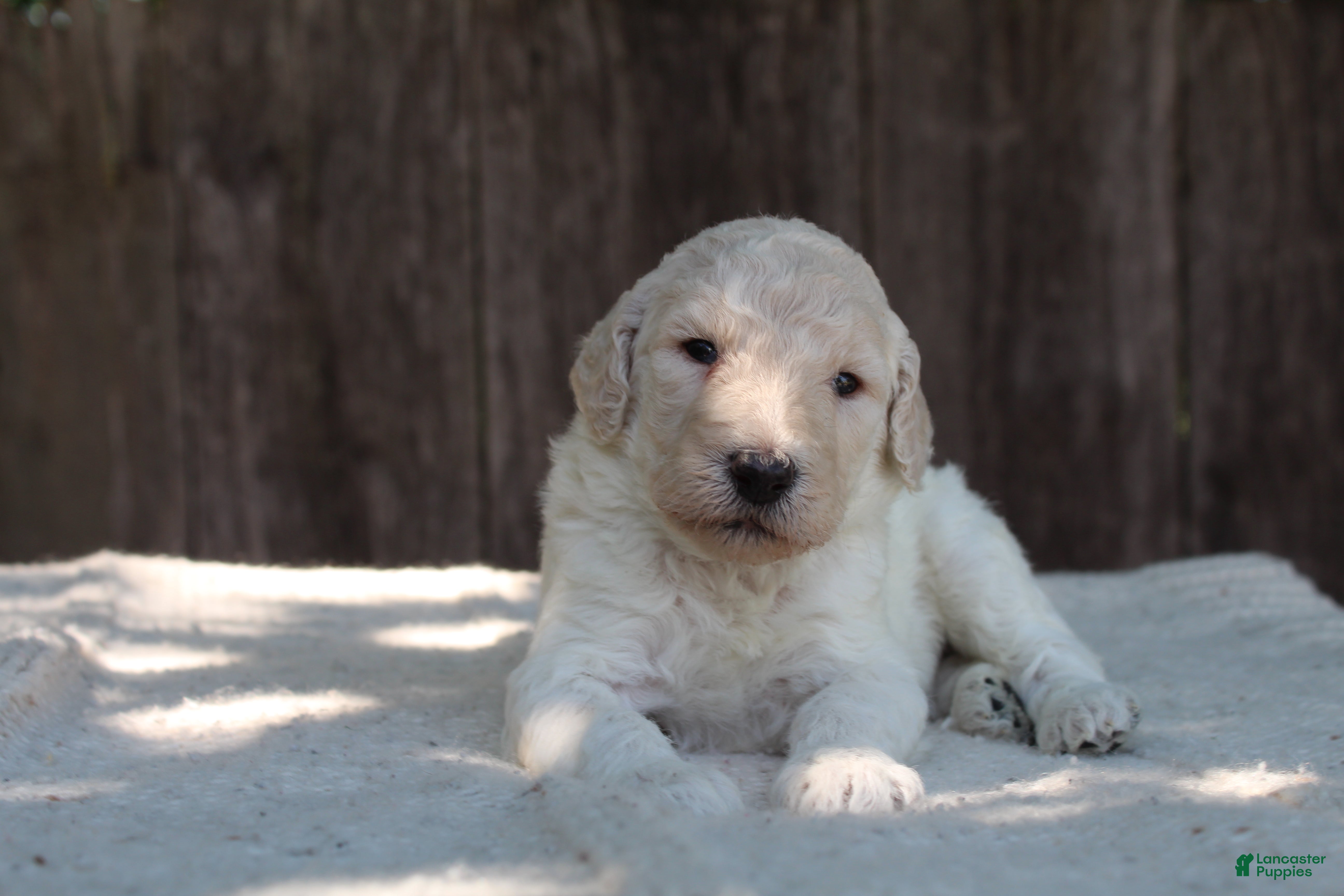 Standard Poodle dogs for sale: River AKC Standard Poodle  - Ad 5