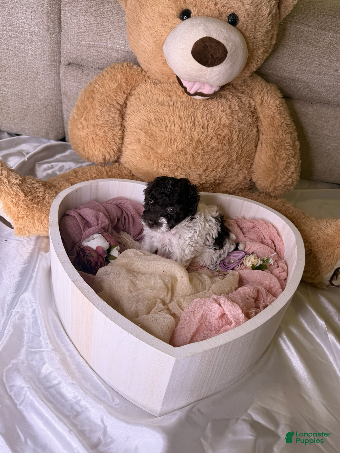 Cockapoo dogs Khloé - Ad 2
