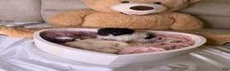 Cockapoo dogs for sale: Khloé - Ad 2