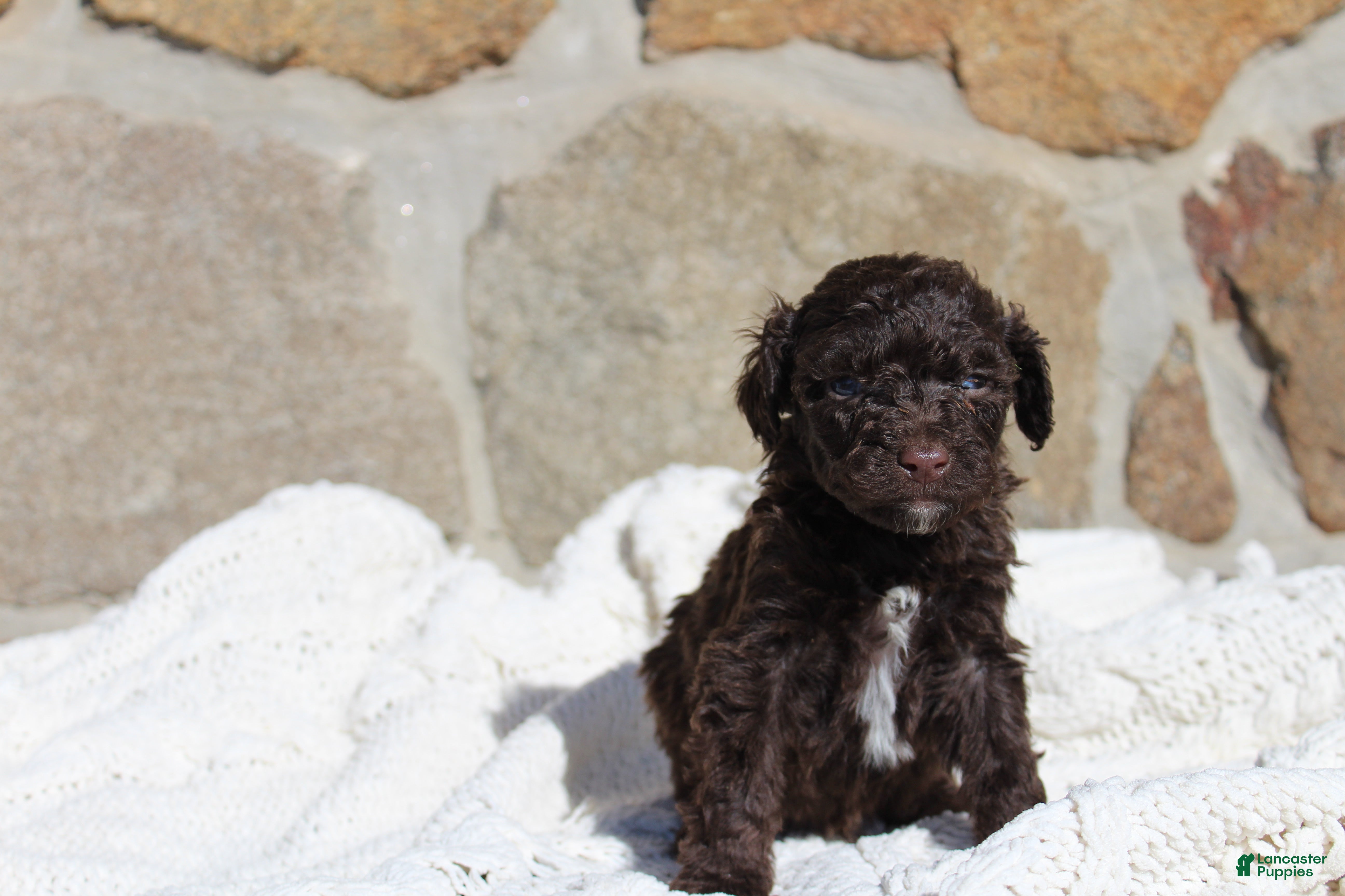 Portuguese Water Dog dogs Buba - Ad 2