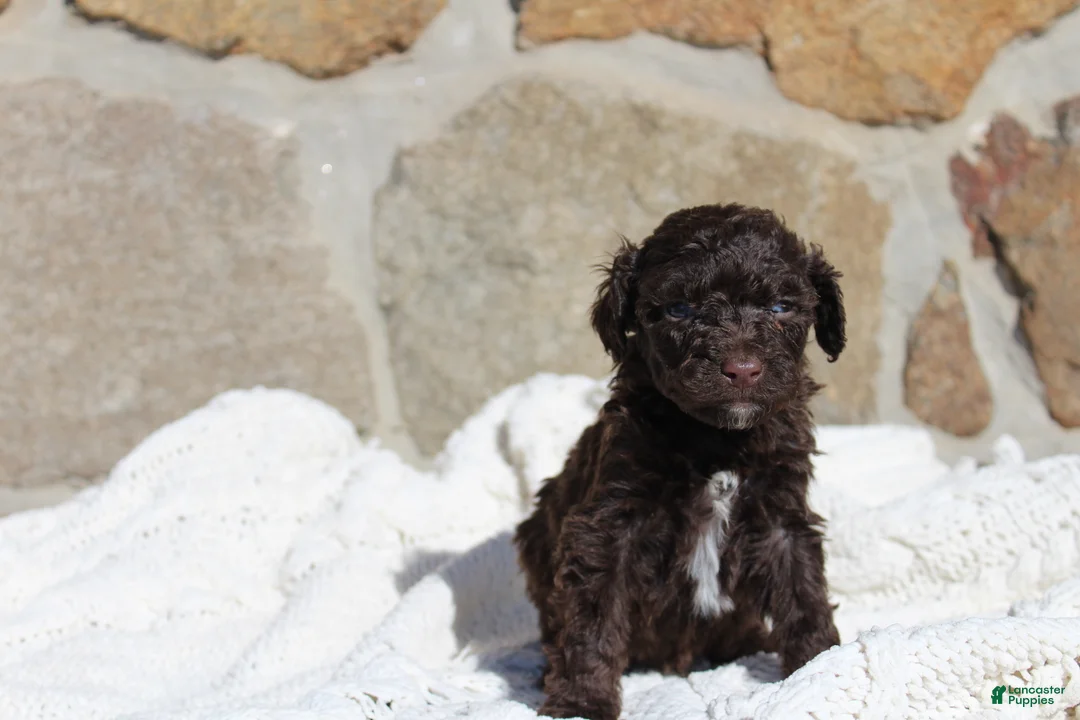 Portuguese Water Dog dogs for sale: Buba - Ad 2