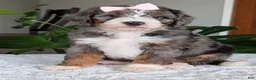 Mini Bernedoodle dogs for sale: Mini Indy - Ad 14