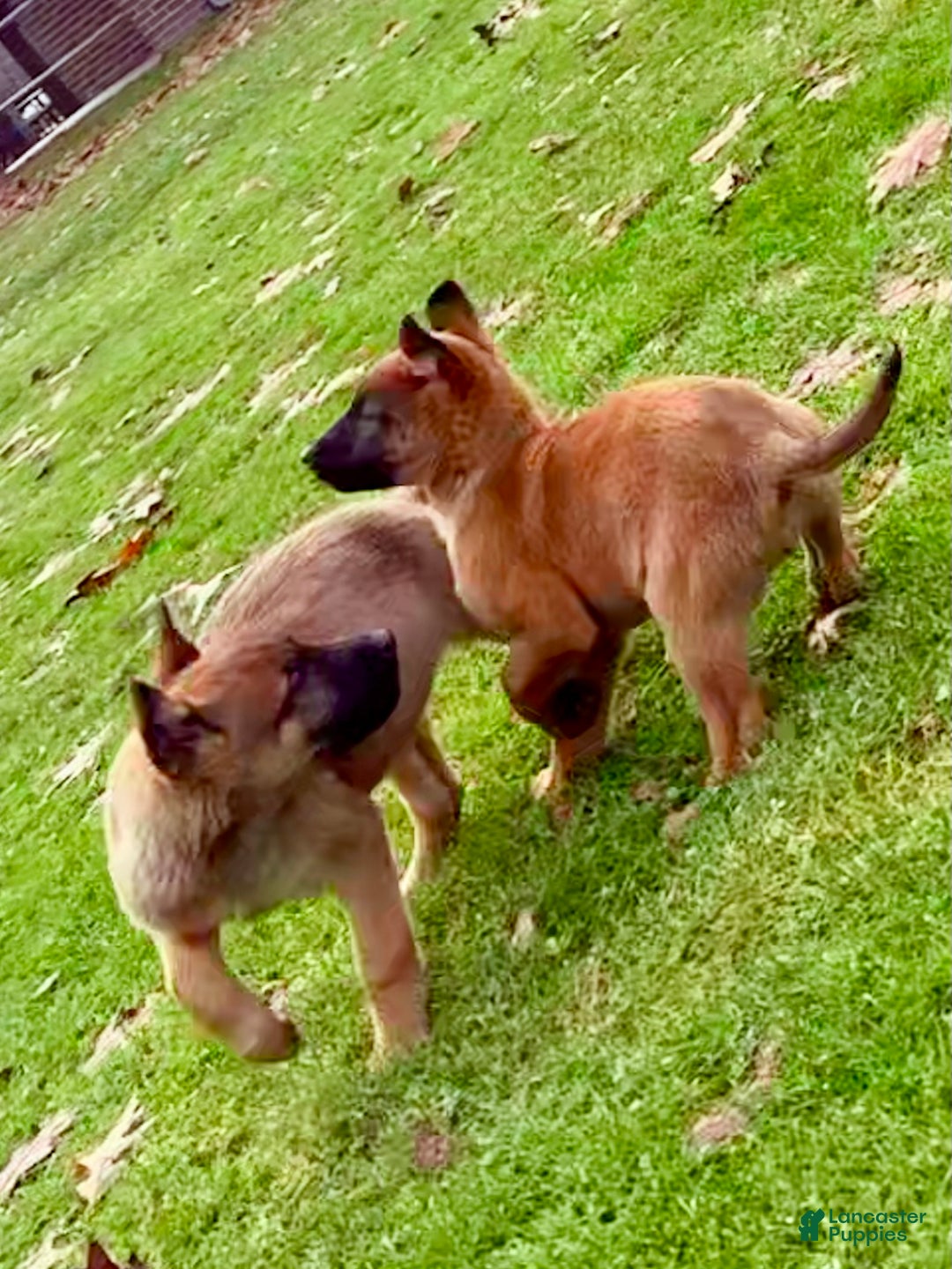 Mixed Breed dogs for sale: Dark pink Collar - Female Fawn - Ad 2