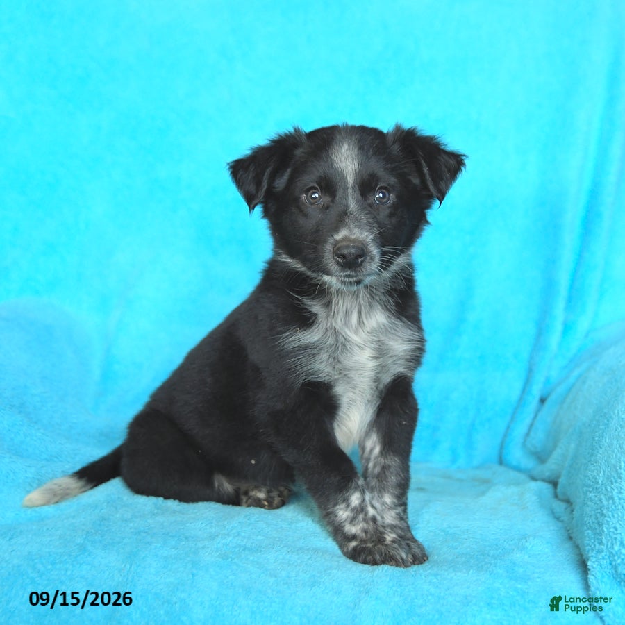 Mixed Breed dogs Junior - Ad 2