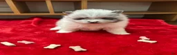 Pomeranian dogs for sale: Blue Merle Parti Girl 5 weeks - Ad 3