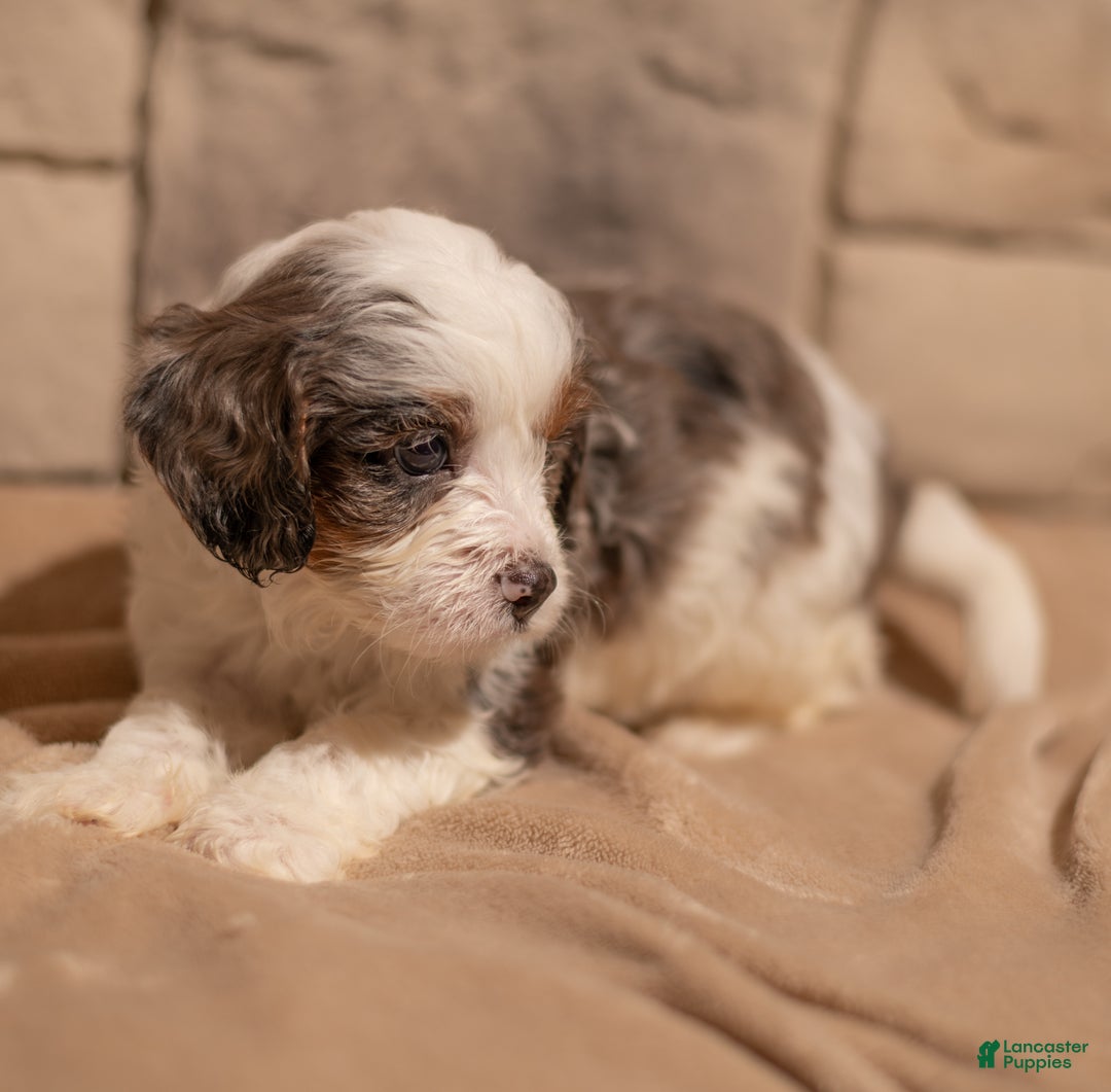 Cavapoo dogs for sale: Max - Ad 4