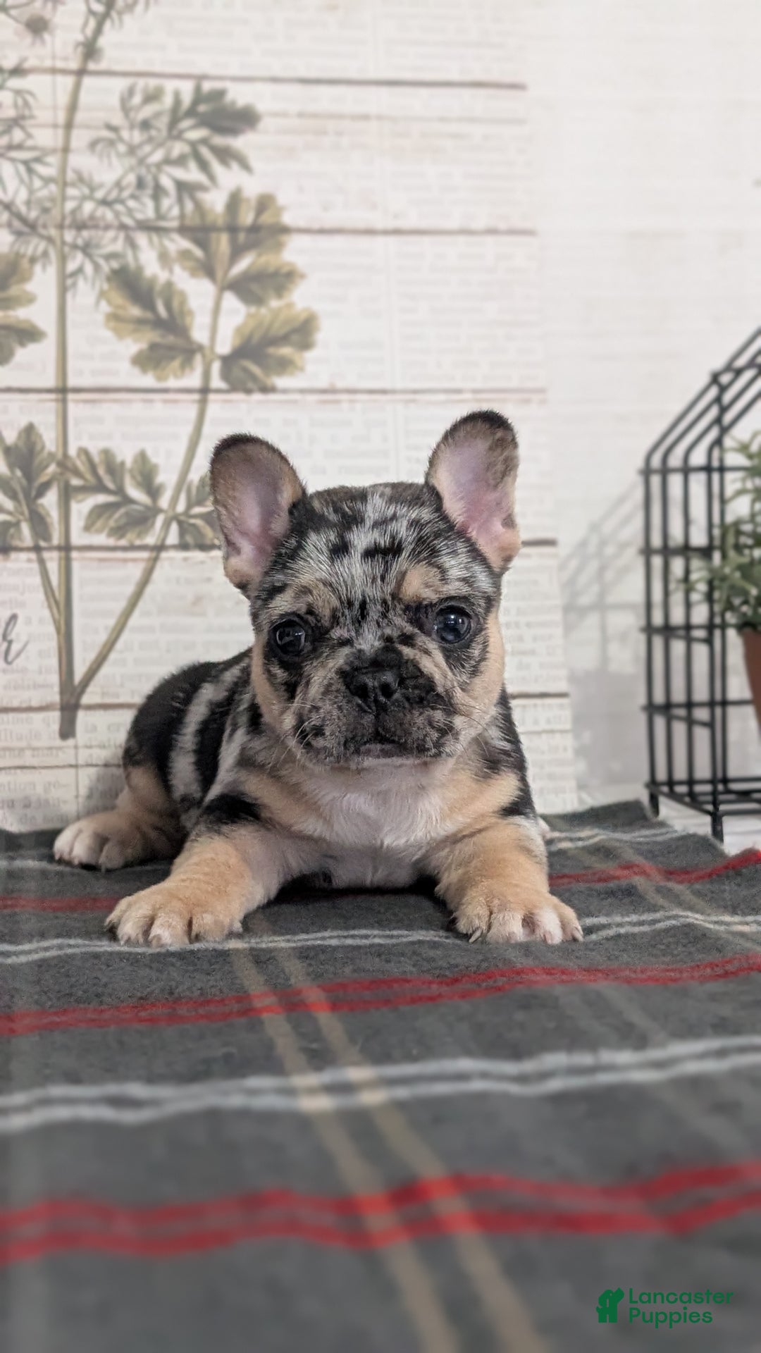 French Bulldog dogs for sale: Shiloh - Ad 11