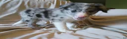 Border Collie dogs for sale: Border Collie 7 - Ad 4