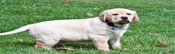 Labrador Retriever dogs for sale: Blaze - Ad 3