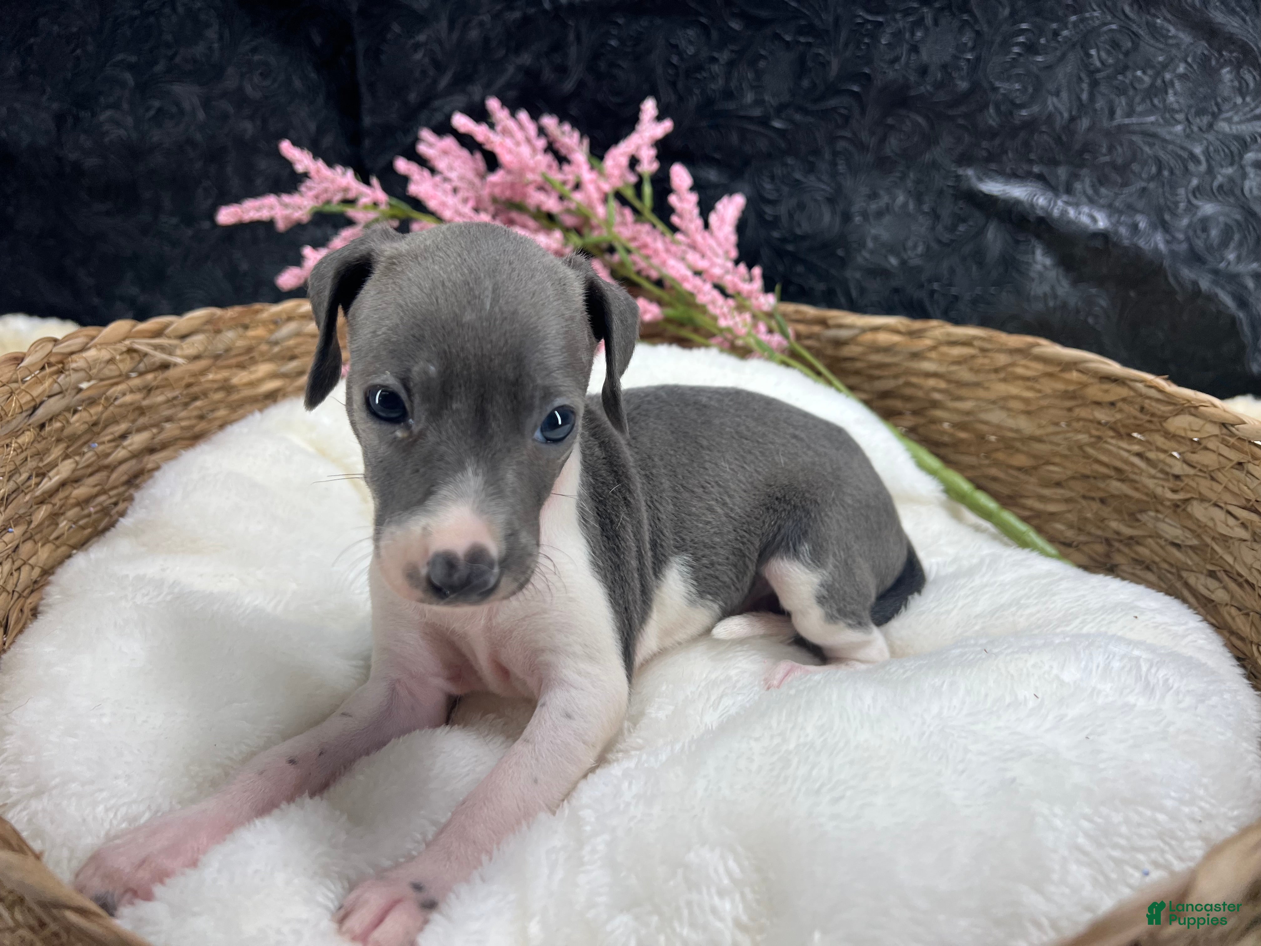 Italian Greyhound dogs Italian Greyhound 4 - Ad 2