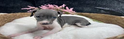 Italian Greyhound dogs for sale: Italian Greyhound 4 - Ad 2