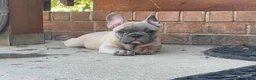 French Bulldog dogs for sale: Hank - Ad 4