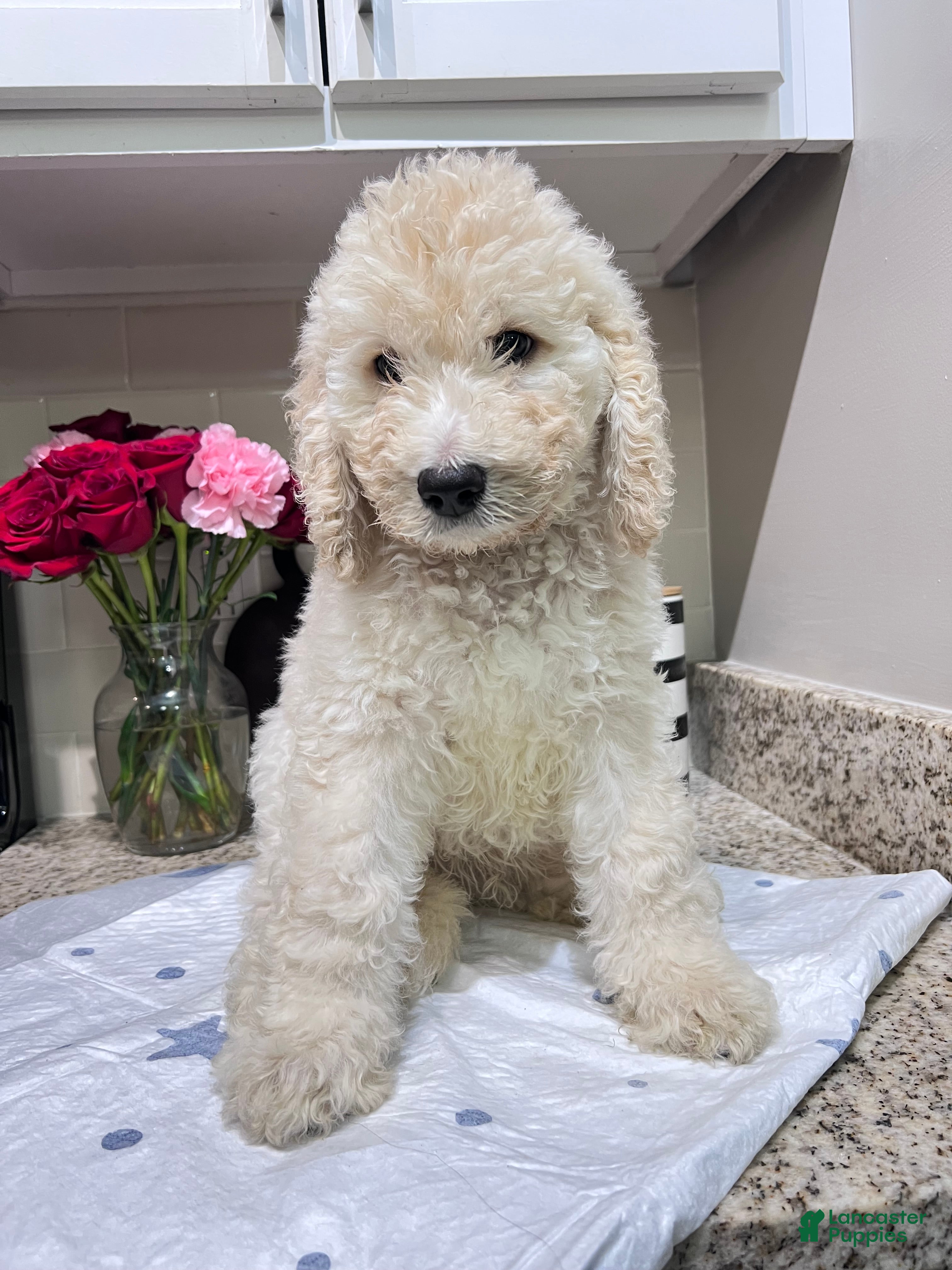Labradoodle dogs Valentino - Ad 15