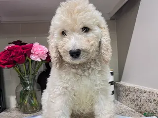 Labradoodle dogs Valentino - Ad 15