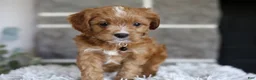 Cavapoo dogs for sale: Sammy - Ad 5