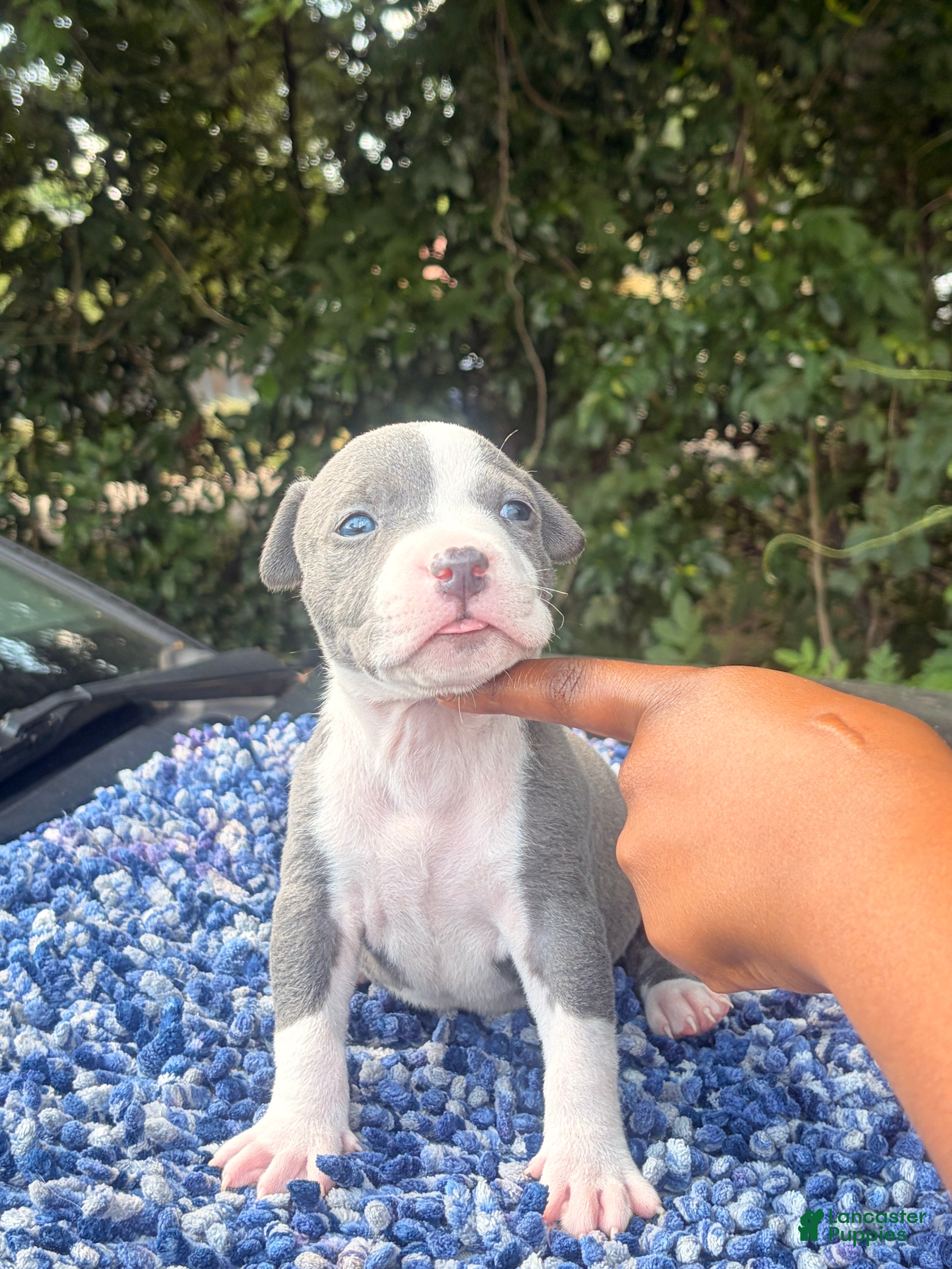 American Bully dogs C2 - Ad 1