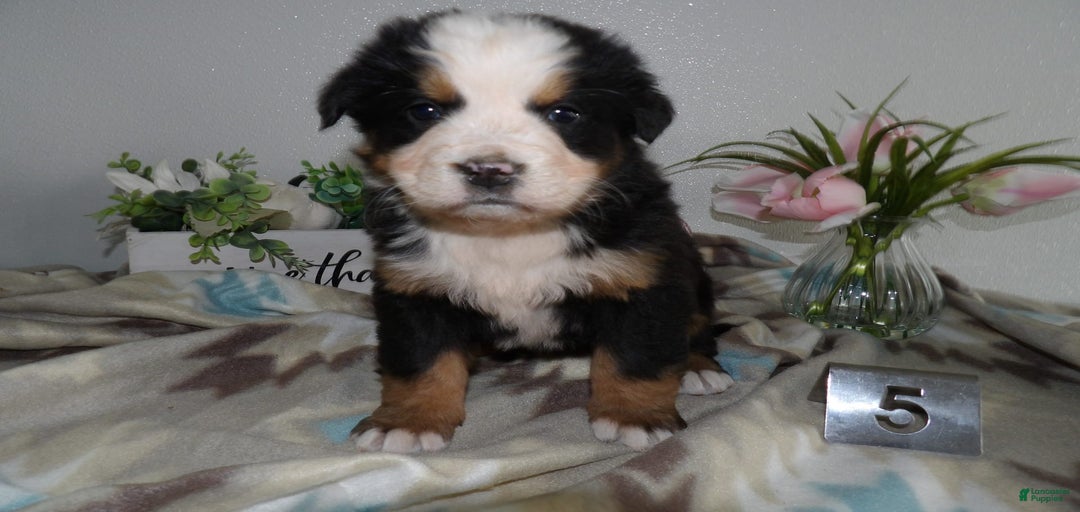 Gallery Image {{count}}