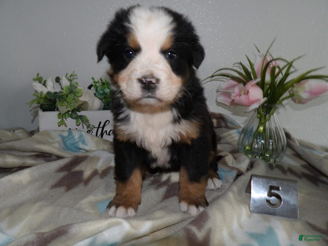 Gallery Image {{count}}