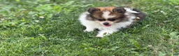 Pomeranian dogs for sale: ACA Minnie  - Ad 2