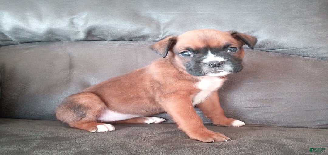 Gallery Image {{count}}