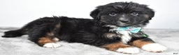 Miniature Australian Shepherd dogs for sale: Walter - Ad 7
