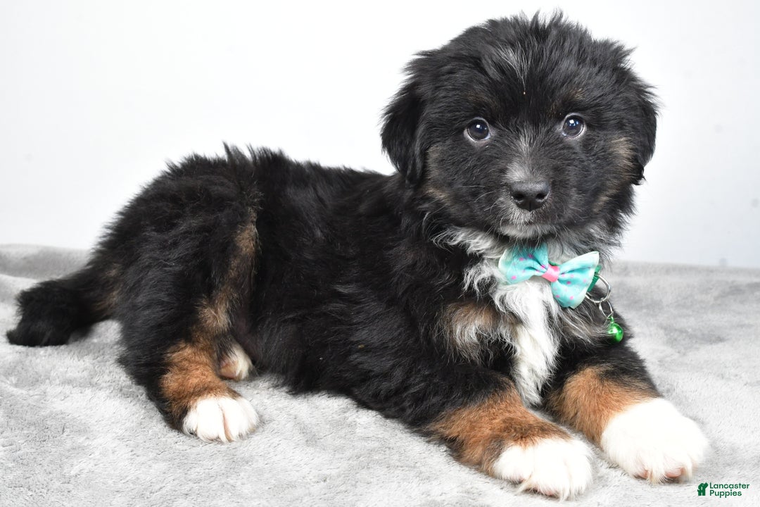 Miniature Australian Shepherd dogs for sale: Walter - Ad 7