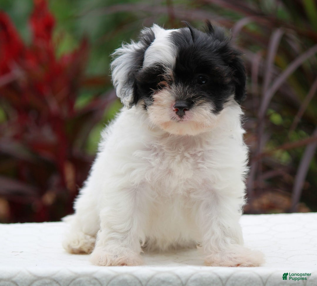 Shih-Poo puppies for sale in Manns Choice Lancaster Puppies