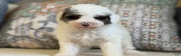 Miniature Poodle dogs for sale: Bowie  - Ad 9