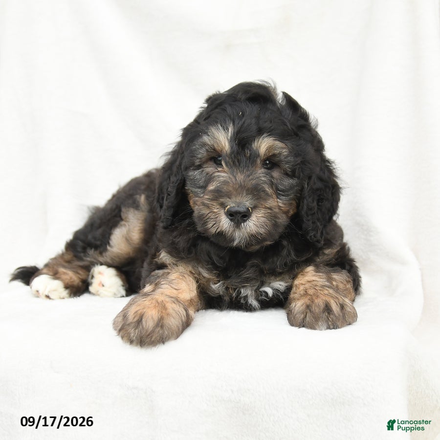 Mini Bernedoodle dogs Monty - Ad 2