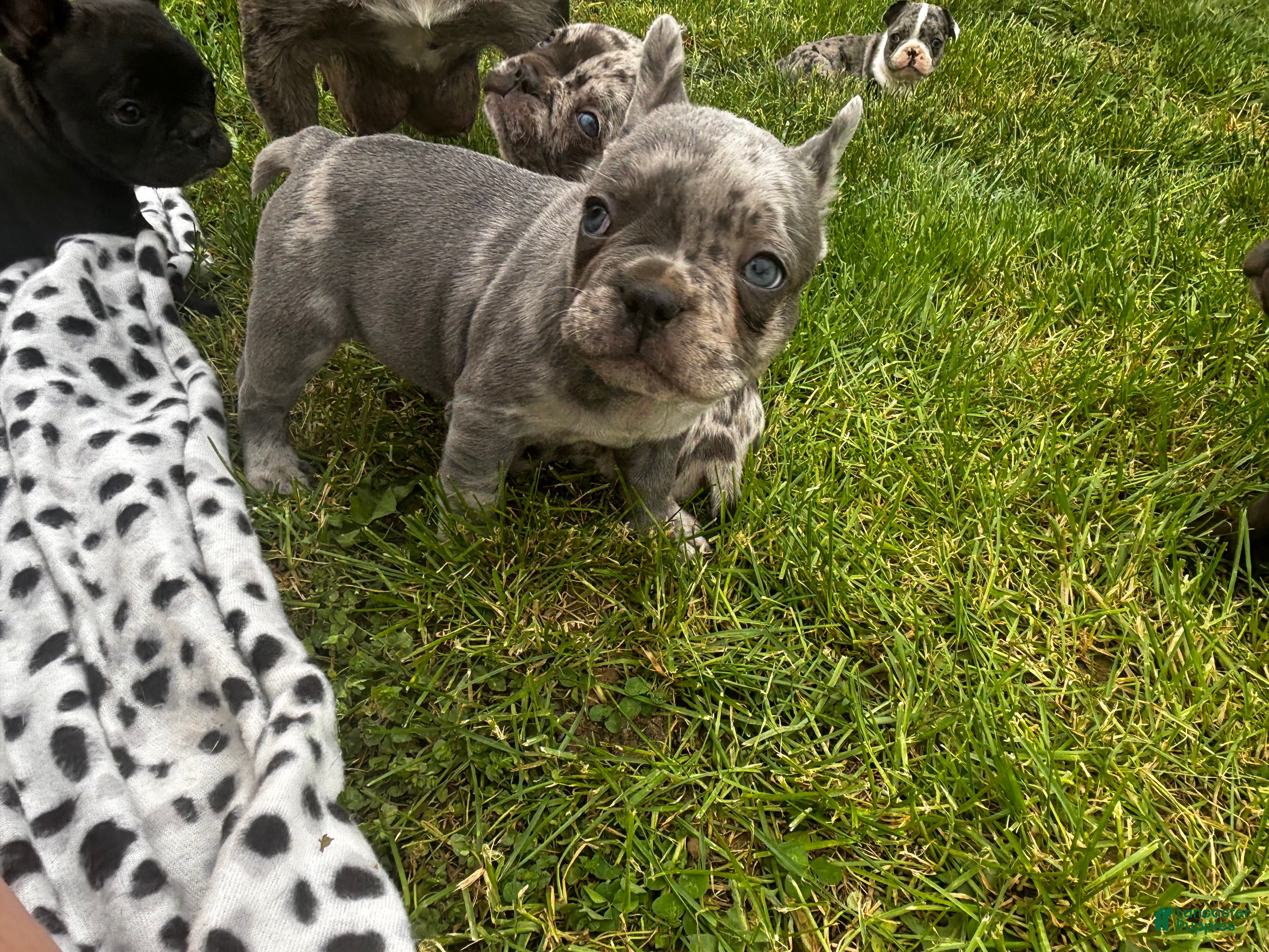 Mixed Breed dogs Ash - Ad 6