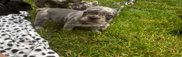 Mixed Breed dogs for sale: Ash - Ad 1