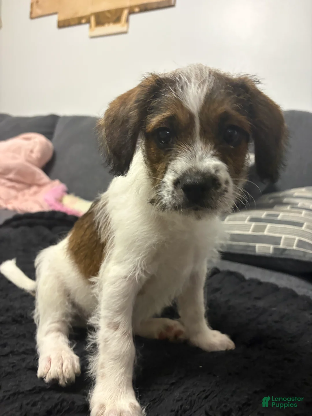 Mixed Breed dogs for sale: Prince - Ad 2