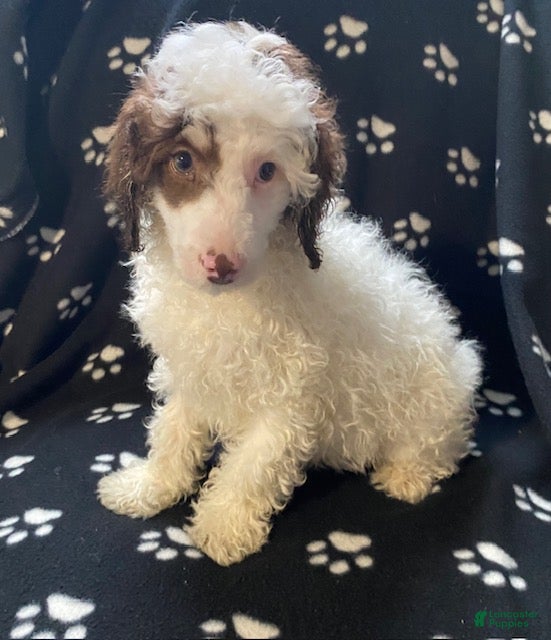 Miniature Poodle dogs Skipper - Ad 2