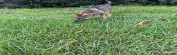 German Shepherd dogs for sale: Daphne - Ad 6