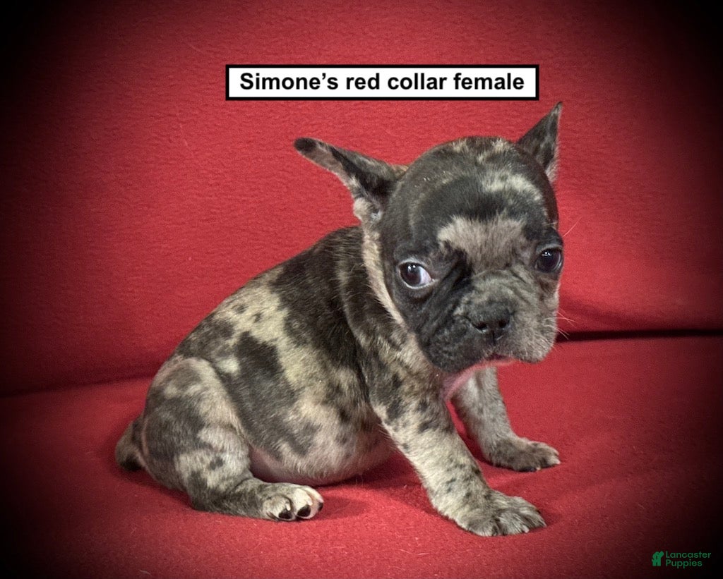 French Bulldog dogs AKC Simone's Red Collar Female - Ad 34