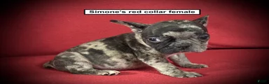 AKC Simone's Red Collar Female