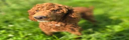 Miniature Poodle dogs for sale: Spankie - Ad 4