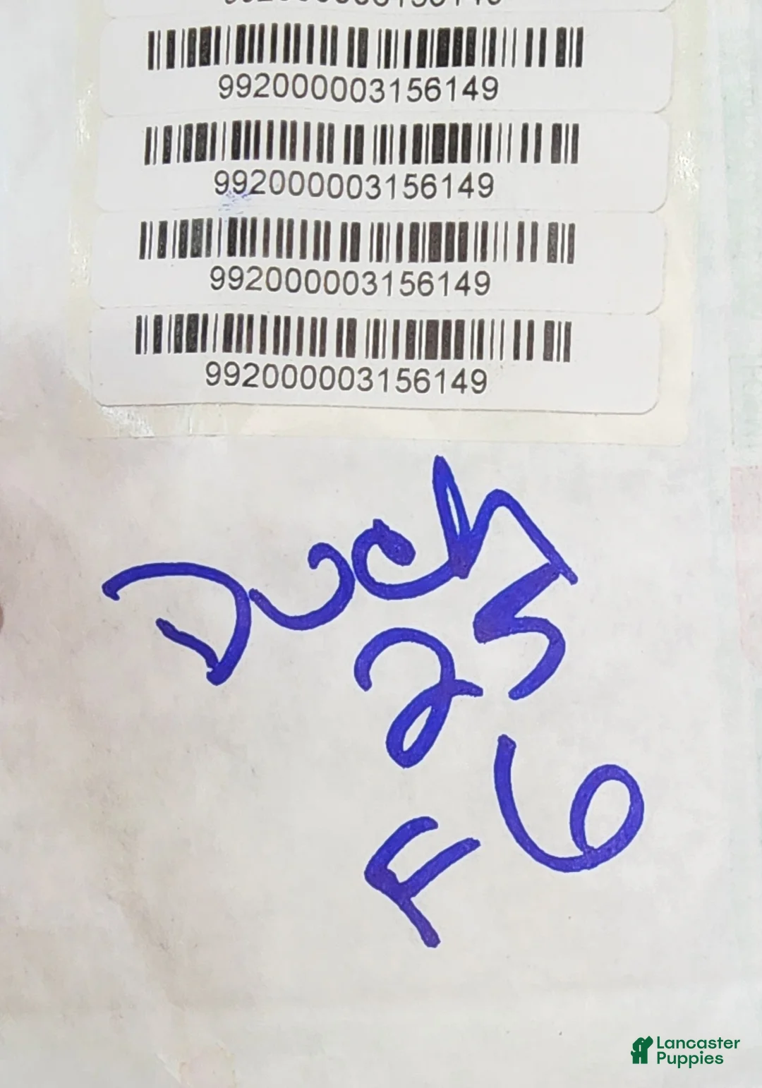 Catahoula Leopard Dog dogs for sale: Duchess 2025 Female 2 - Ad 12